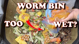 Moisture Issues Every Worm Farmer Should Know  Vermicompost Worm Farm [upl. by Anderea]