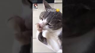 My cat went crazycat funny shorts [upl. by Hudnut324]