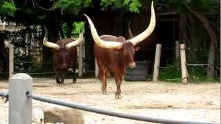 Ankole Cattle Feeding at the Houston Zoo [upl. by Joappa]