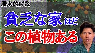 霊を呼んで、貧乏になった家に高確率であった植物。植物の声を風水で解説。幸運の木。縁起の悪い木。生霊と死霊。 [upl. by Enyrat434]