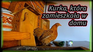 Kurnik 🐓 Kurka która zamieszkała w domu 🐤 Ostatnia trawa dla kur w tym sezonie [upl. by Decrem]