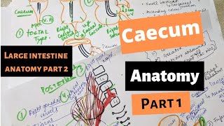 CAECUM ANATOMY  Large Intestine anatomy part 2  SUYASH SHUKLA [upl. by Yecad]