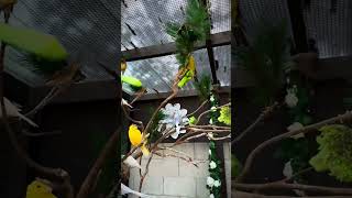 Finch Aviary  Aviary  Bird Aviary  Aviary Birds  Outdoor Aviary  Canary Aviary  aviary birds [upl. by Ahtanoj]