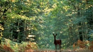 A la découverte de la Forêt  Documentaire francais sur la Nature [upl. by Baggott]