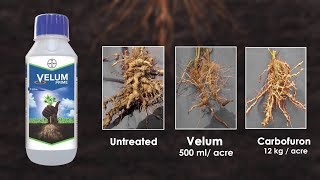 Velum Prime Stop Root Knot Nematodes  Plant Protection Guide  Bayer Crop Science India [upl. by Marten]