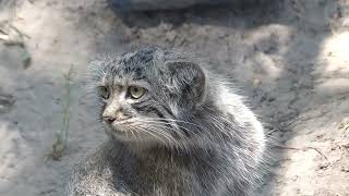 Pallass cat Manul Kitten in Zoo Budapest [upl. by Gare70]