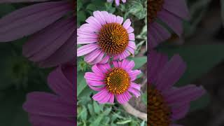 Eastren purple coneflower  Echinacea purpurea  Flowers [upl. by Fabozzi]