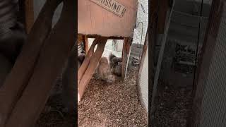 First silkie chicks to hatch this fall🐣💜 beardedsilkie silkiechicken babychicks [upl. by Selinski]