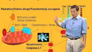 Xiaodong Wang U Texas SouthwesternHHMI Part 3 Extrinsic Pathway of Apoptosis [upl. by Sikram]