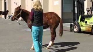 Equine Ataxia Need diagnosis part 1 [upl. by Aral]