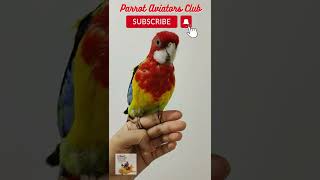 Sweet Rosella singing to attract mate  shorts Rosella parrot birds [upl. by Okihcim]