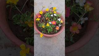 Portulaca flower decoration flower shorts binarofficial [upl. by Niriam]