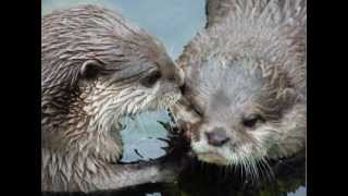 Otters in Love Holding Hands in a Stream  The Song [upl. by Horner]