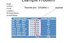 Genetics Tutorial Determining Gene Order for 3 point linkage mapping [upl. by Ognimod]