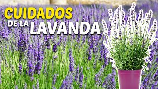 CUIDADO DE LA LAVANDA  No cometas estos ERRORES con tu LAVANDA [upl. by Locklin61]