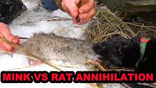 Mink and Dogs Destroy 80 Rats [upl. by Belak852]