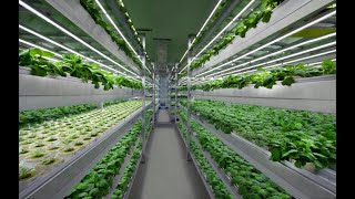 VERTICAL FARMING IN AGRICULTURE [upl. by Nemzaj501]