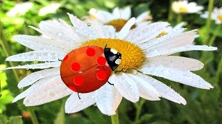 Versini  Coccinelle Demoiselle  YourKidTv [upl. by Janos]