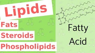 Lipids  Fats Steroids and Phospholipids  Biological Molecules Simplified 4 [upl. by Cassandre]