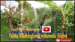 🌴306 Palma Washingtonia nitkowata filifera Uprawa od sadzonki [upl. by Burdelle]