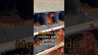 ¿Sabías cuáles son las medidas óptimas para los nidales de nuestras GALLINAS PONEDORAS [upl. by Hudgens]