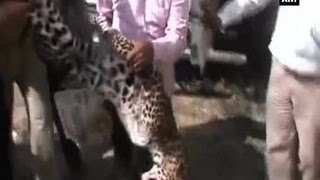 Leopard attacks farmer in Roorkee [upl. by Essa]