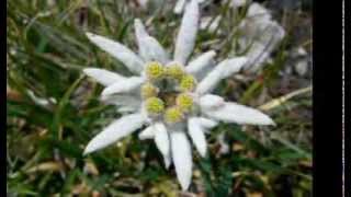 Francesco De Gregori e Ambrogio Sparagna  Stelutis Alpinis [upl. by Lysander67]