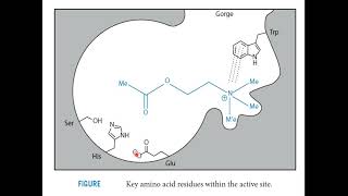 cholinesterase inhibitors [upl. by Joelynn]