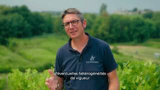 La nutrition des sols  Cyrille responsable du vignoble de Cos dEstournel [upl. by Macguiness]