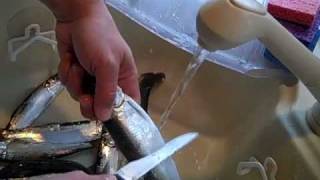 How to Prepare to Pickle Herring part 1 of 2 [upl. by Rocca335]