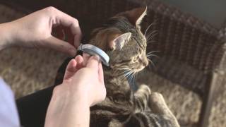 Seresto Cat Collar Application [upl. by Atterehs]