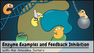 Enzyme Examples CofactorsCoenzymes Inhibitors and Feedback Inhibition [upl. by Samale]