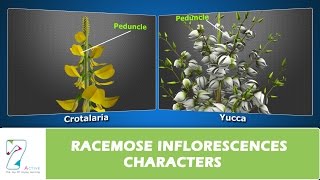 RACEMOSE INFLORESCENCES CHARACTERS [upl. by Niroc]