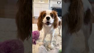 Meet the Charming Cavalier King Charles Spaniel [upl. by Anaehr]