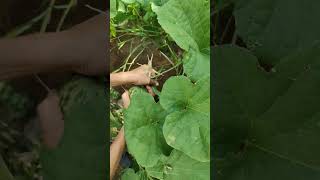 kakadi cucumis pubescens farming harvesting [upl. by Atnima]