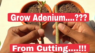 How to grow Adenium cutting  Adenium plant care after cutting [upl. by Giardap551]