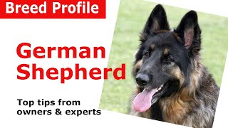 German Shepherd Dog Breed Guide [upl. by Ahsile]