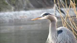 Great Blue Heron Quietly Calling [upl. by Bronny767]