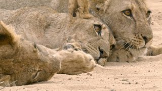 Hostile Lioness Withholds Food from Hungry Orphaned Cubs [upl. by Kaplan]