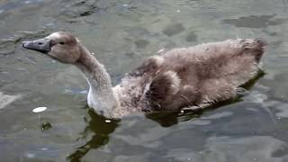 Birds Of The Mere in Ellesmere Shropshire [upl. by Orth]