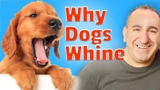 Why your dog whines and How to get your dog to stop whining [upl. by Lashoh]