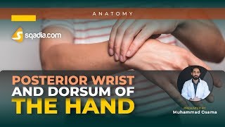 Posterior Wrist and Dorsum of Hand  Radiocarpal Joint  Bones Joints Anatomy [upl. by Zizaludba]