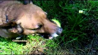 Biagio un cane giocherellone  Biagio a playful dog [upl. by Lisle548]