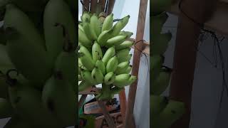 Ripening bananas natural way [upl. by Dove]