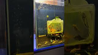 Yavru l144 vatozlar akvaryum fish aquarium [upl. by Nhaj]