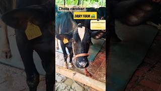 Apna carobar dairy farming dairy farm patel dairy pratapgarh new cow dairyfarm viralvideo [upl. by Kciredor]