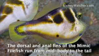 Mimicry The Filefish and the Toby from BlennyWatchercom [upl. by Baun]