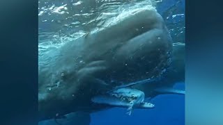 Sperm Whale with Giant Squid Remains in Mouth Filmed  New Footage 2023 [upl. by Sirc245]