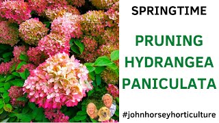 HOW TO PRUNE HYDRANGEA PANICULATA  SPRINGTIME PRUNING [upl. by Aisital]