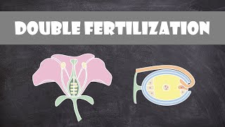 Double Fertilization Angiosperms  Plant Biology [upl. by Melli]